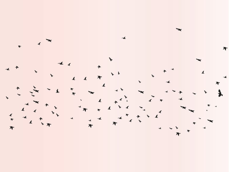 CÉU ROSADO
