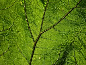 FOLHAGEM ABSTRATA 2