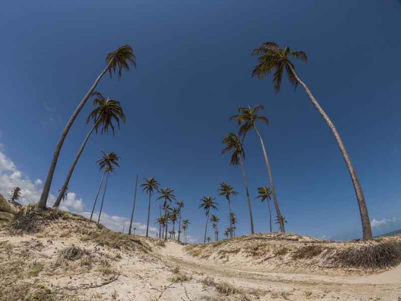 PORTAL DE COQUEIROS_PRAIA DA LAGOINHA