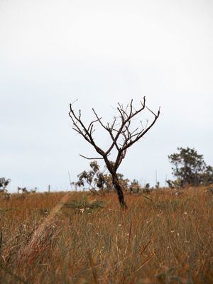 CERRADO V