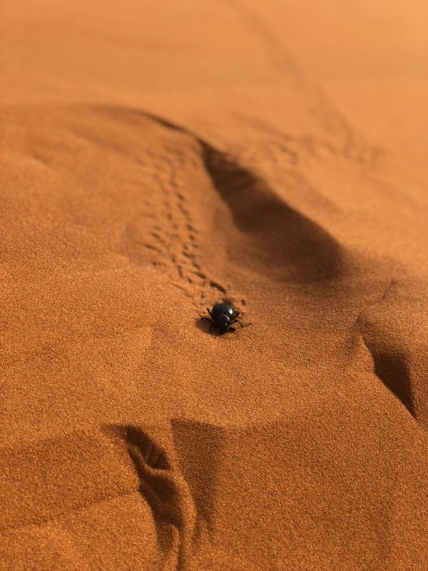 INSETO DESERTO