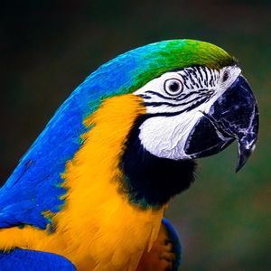 ARARA PERFILADA 2