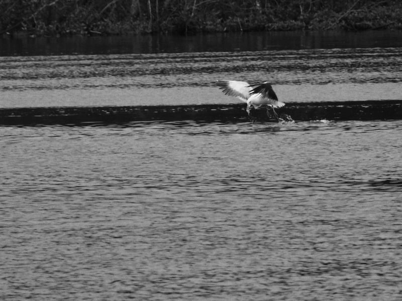 GAIVOTA 00