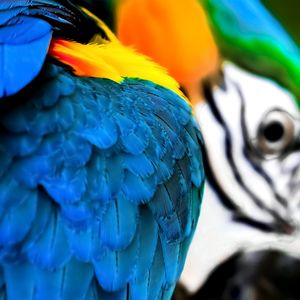 ARARA BOKEH 3
