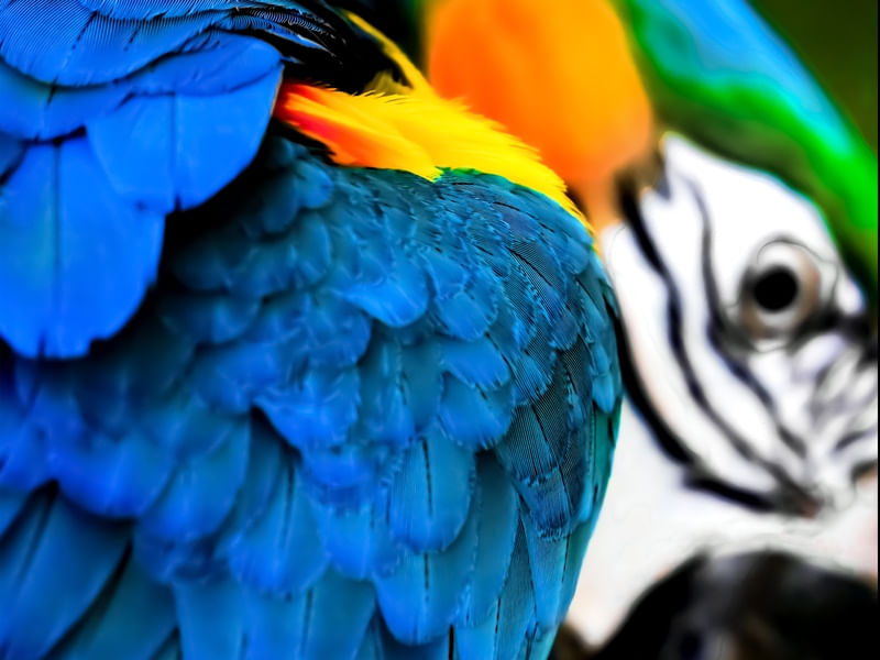 ARARA BOKEH 2