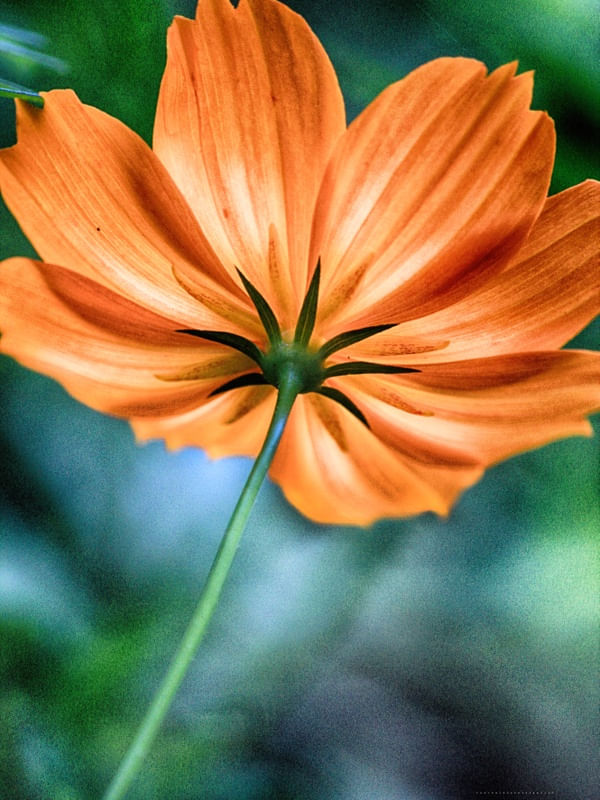 CLOSE DE FLOR LARANJA