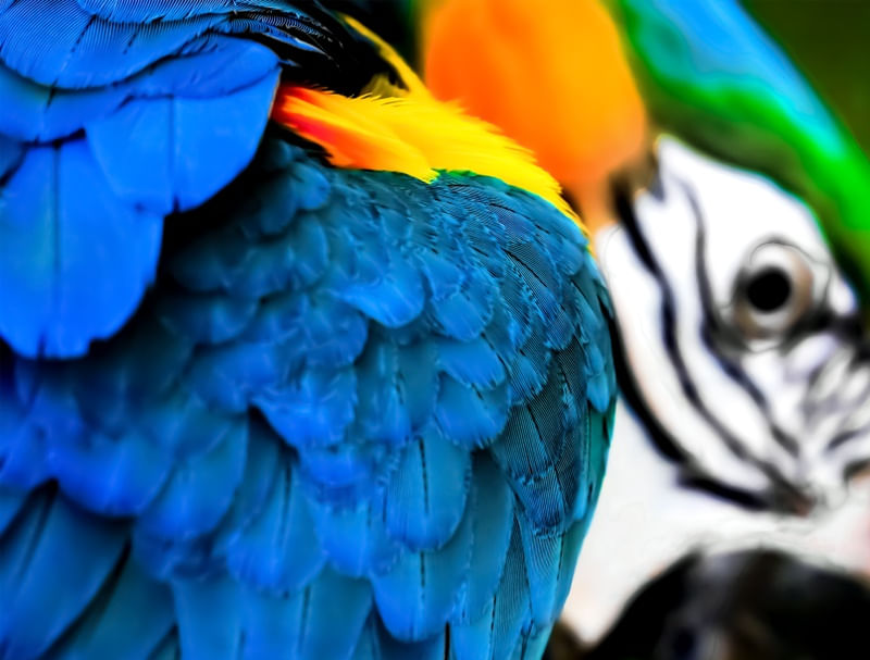 ARARA BOKEH