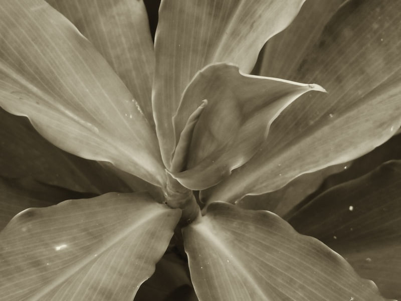 PLANTA MONOCROMÁTICA
