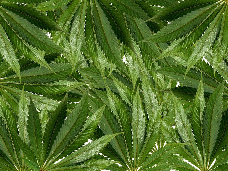 FOLHAGEM CANNABIS