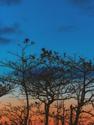SILHUETAS DE INVERNO