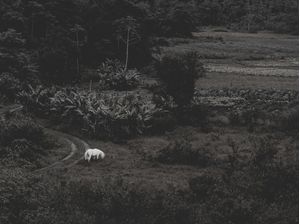 THE WHITE HORSE