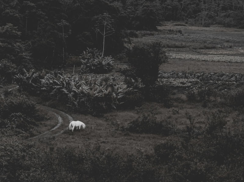 THE WHITE HORSE
