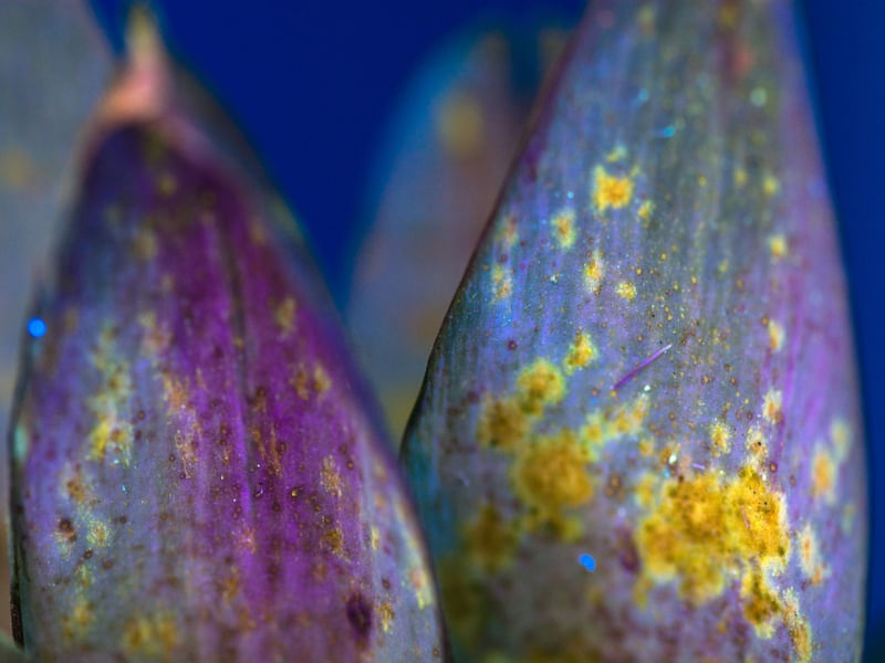 UV LIGHT NATURE (1)