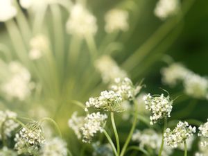SUMMER BOKEH