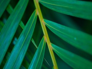 DETALHE - FOLHAGEM NATUREZA (2)