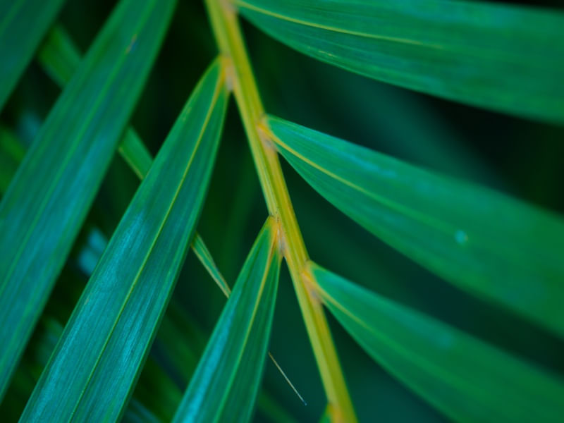 DETALHE - FOLHAGEM NATUREZA (2)