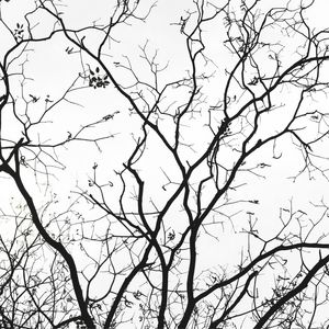 GALHOS ABSTRATOS