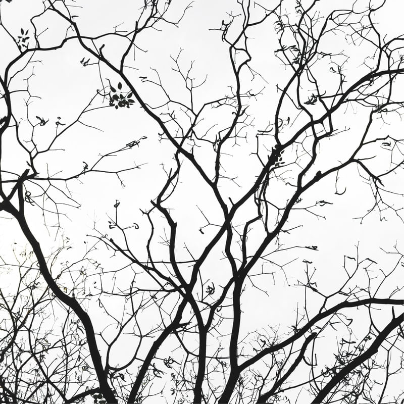GALHOS ABSTRATOS
