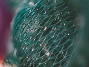 CAUGHT IN A WEB (1)