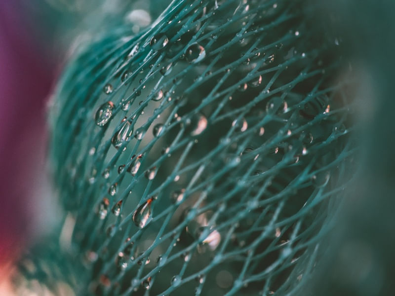 CAUGHT IN A WEB (1)