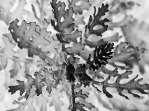 BW LEAF SERIES (2)