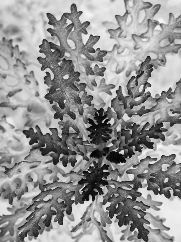 BW LEAF SERIES (1)
