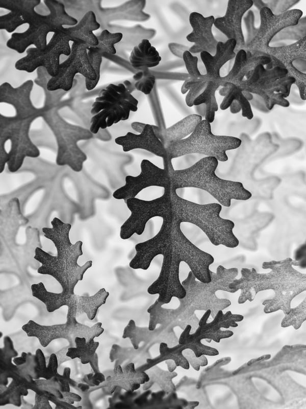 BW LEAF SERIES (3)