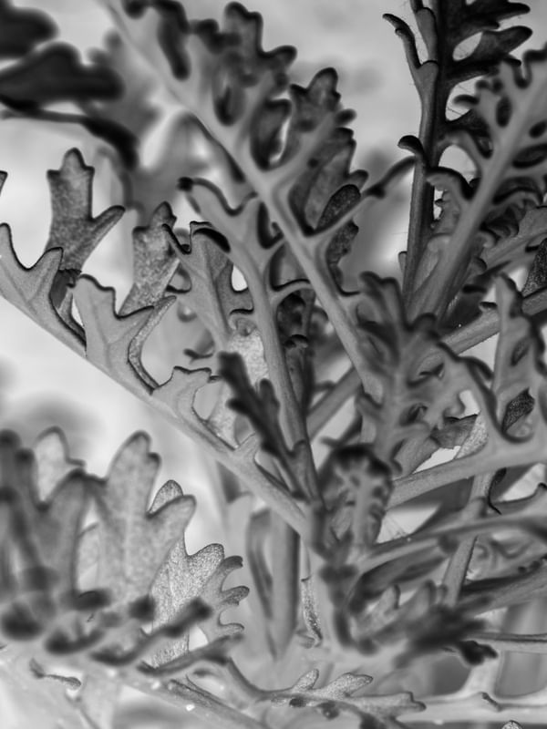 BW LEAF SERIES (4)