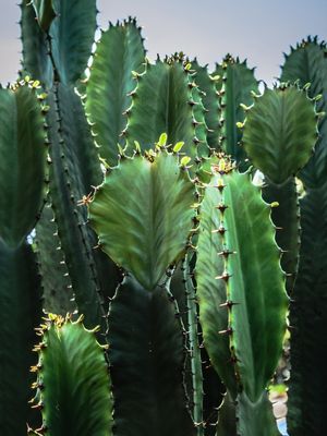 BARREIRA DE CACTUS_2