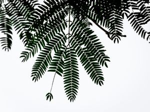 CORTINA DE FOLHAS_9