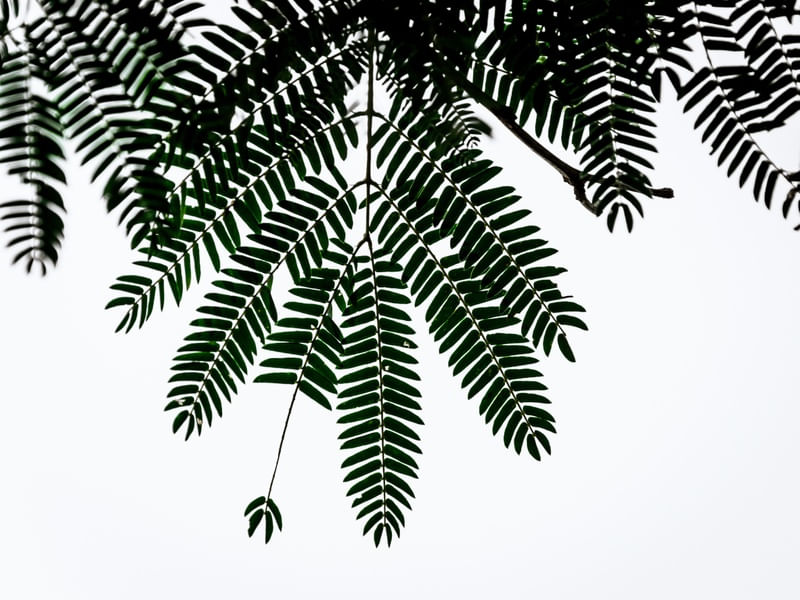 CORTINA DE FOLHAS_9