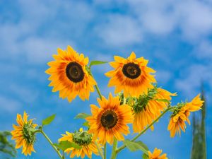 OS GIRASSÓIS DA PRIMAVERA (2)