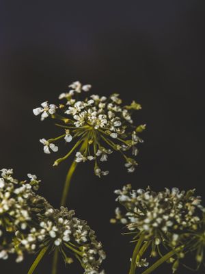 DARK WHITE FLOWERS