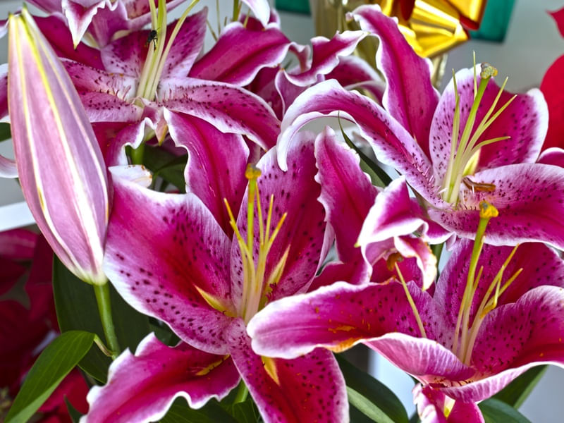 FLORADA ROSADA