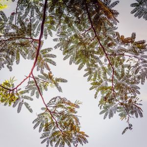CORTINA DE FOLHAS_10