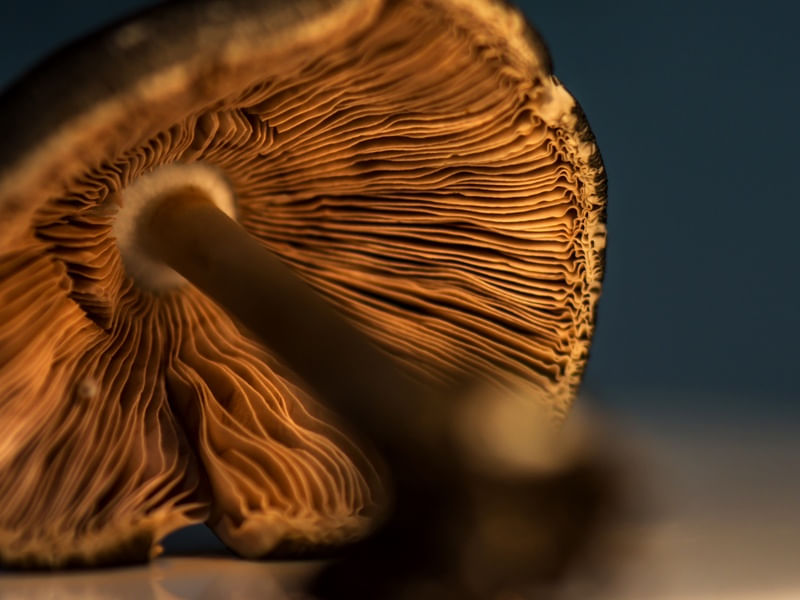 MACRO_MUSHROOM