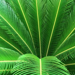 IMAGEM VERDE DA NATUREZA 002