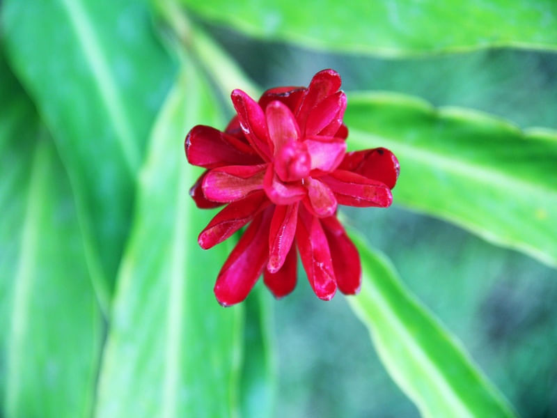 MARSALA FLOR