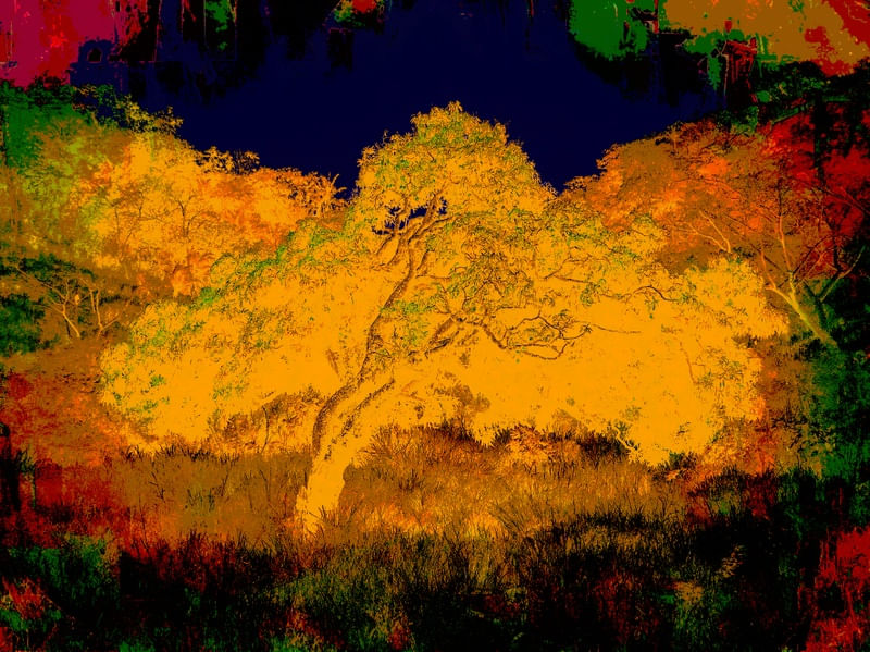 FLORESTA DE CORES