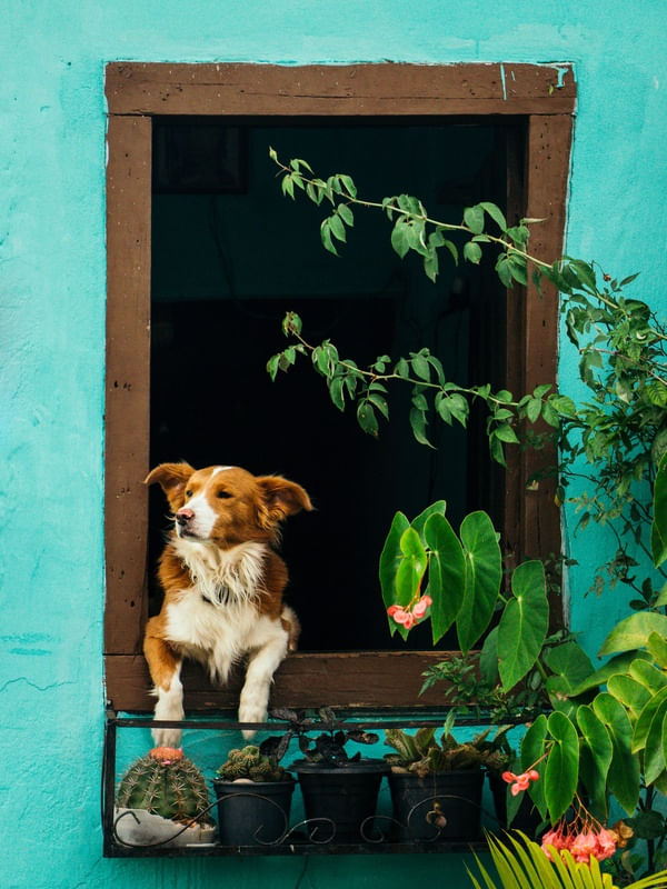 CACHORRO FOFOQUEIRO
