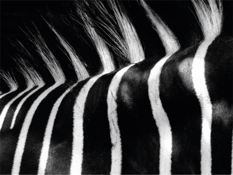ZEBRA RAW