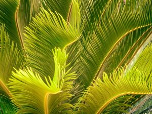 FOLHAGEM TROPICAL_6