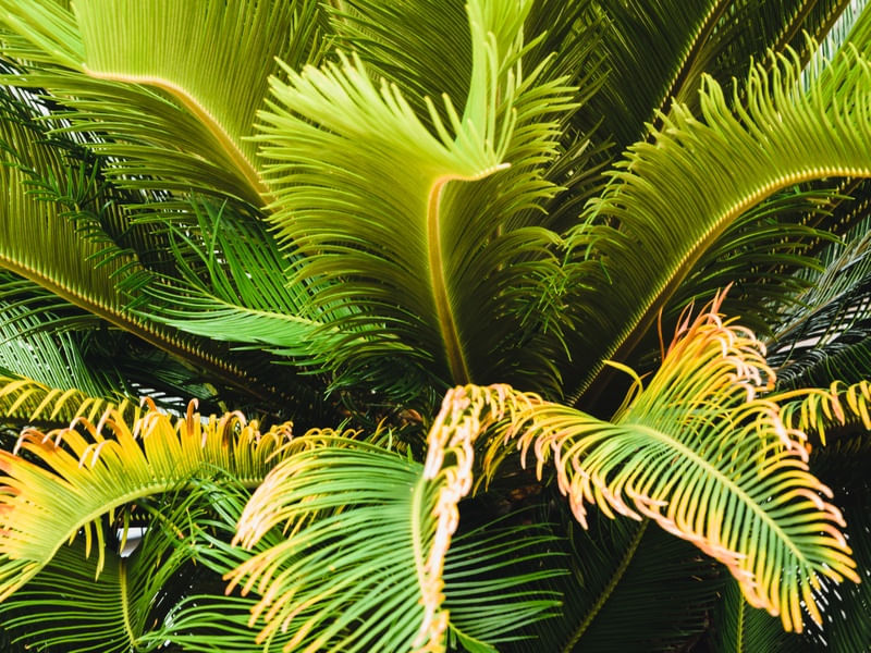 FOLHAGEM TROPICAL_8