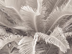 FOLHAGEM TROPICAL_9
