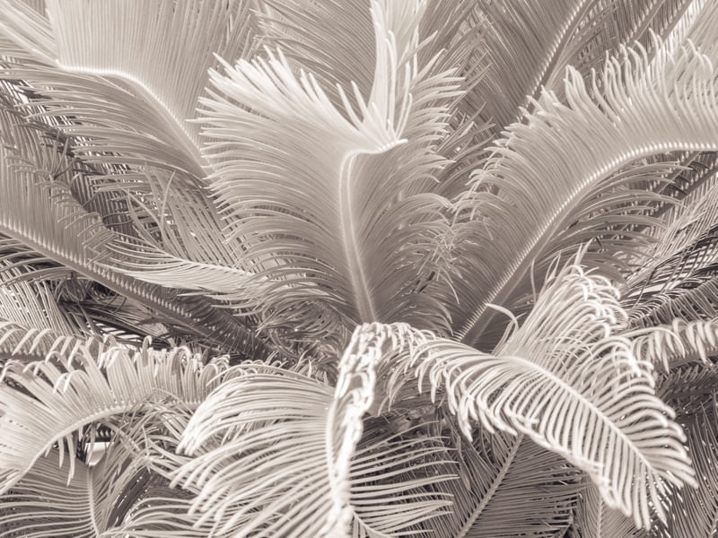 FOLHAGEM TROPICAL_9