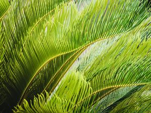 FOLHAGEM TROPICAL_10