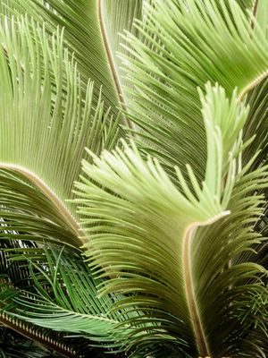 FOLHAGEM TROPICAL_12