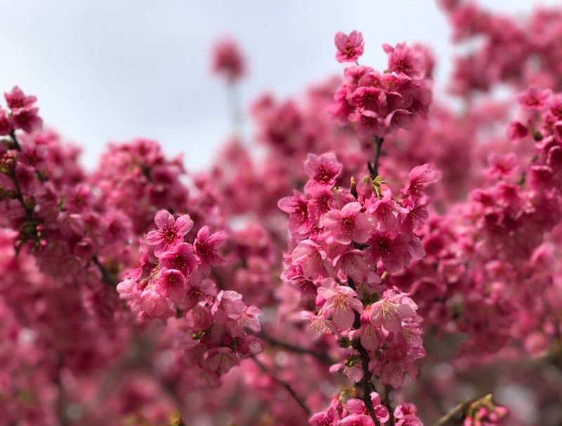 SAKURA SAKURA