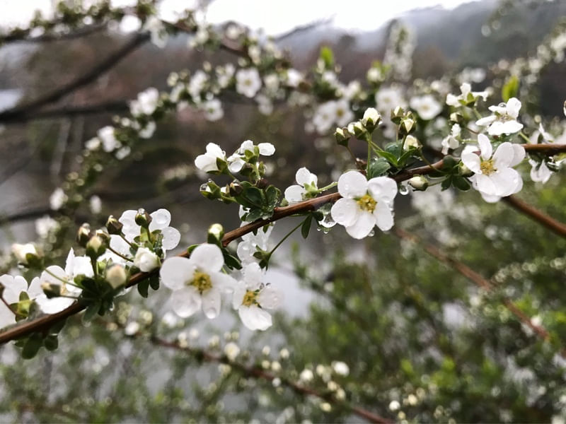 WHITE FLOWERS AFTER RAIN