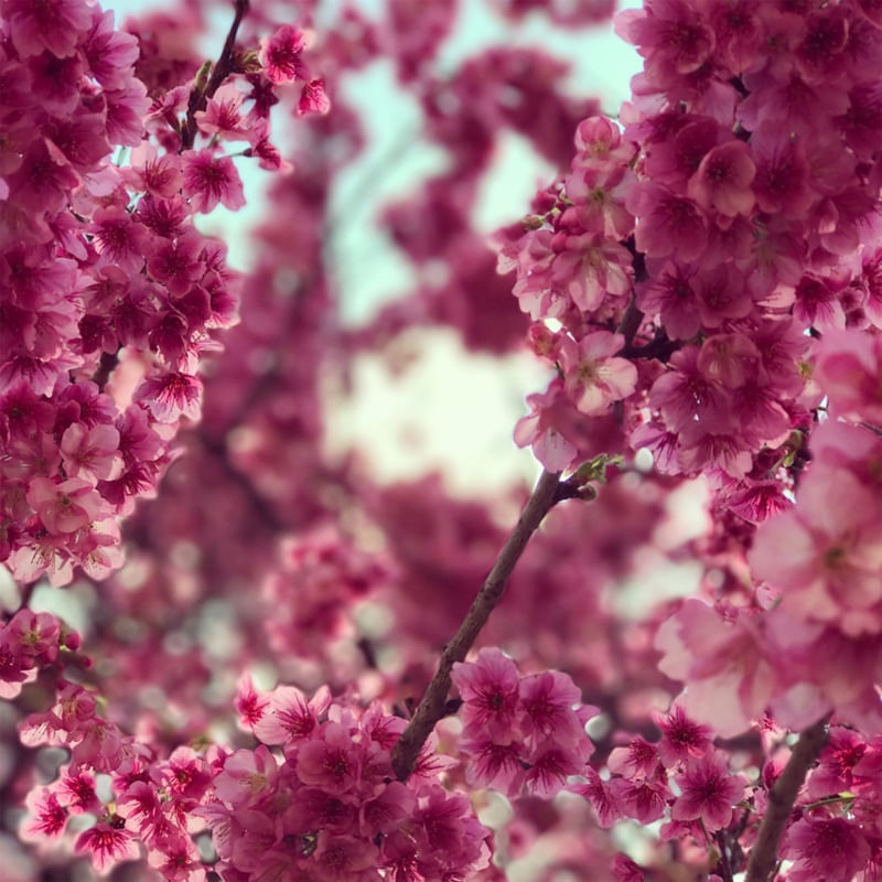 SAKURA SAKURA 2